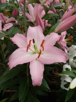 [4345 Sheila VOF VZ No102.JPG]